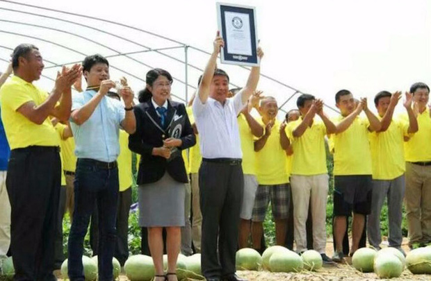 Cây dưa hấu siêu mắn chưa từng thấy trên thế giới: Đẻ sòn sòn 131 quả/vụ, lá chẳng thấy đâu mà trái sum sê - Ảnh 4.