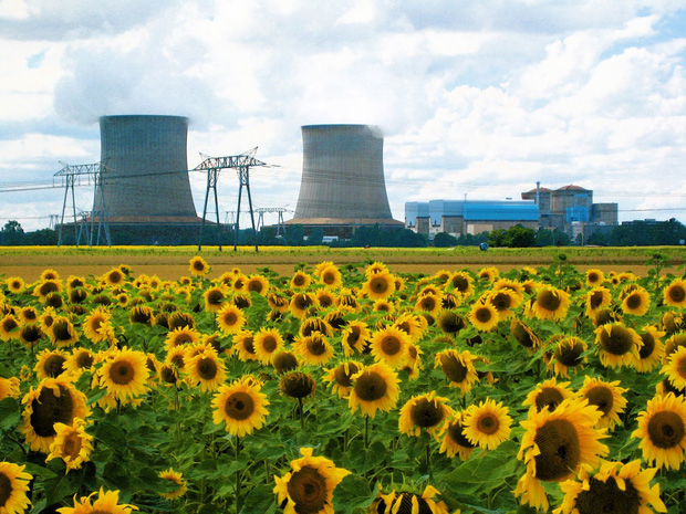 Đồng hoa hướng dương khổng lồ mọc lên ngay cạnh nhà máy Fukushima sau thảm họa hạt nhân chết chóc nhất lịch sử: Chuyện bí ẩn gì đây? - Ảnh 2.