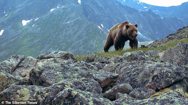 Nga: Du khách cắm trại bị gấu ăn thịt trước sự chứng kiến của 3 người bạn - Ảnh 2.