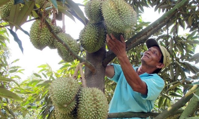 Cua biển Kiên Giang, sầu riêng Đắk Lắk lại rớt giá - Ảnh 2.