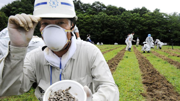 Đồng hoa hướng dương khổng lồ mọc lên ngay cạnh nhà máy Fukushima sau thảm họa hạt nhân chết chóc nhất lịch sử: Chuyện bí ẩn gì đây? - Ảnh 3.