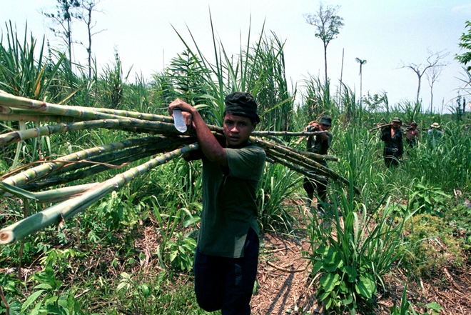 Tiết lộ về những kỹ năng sinh tồn của du kích FARC - Ảnh 3.