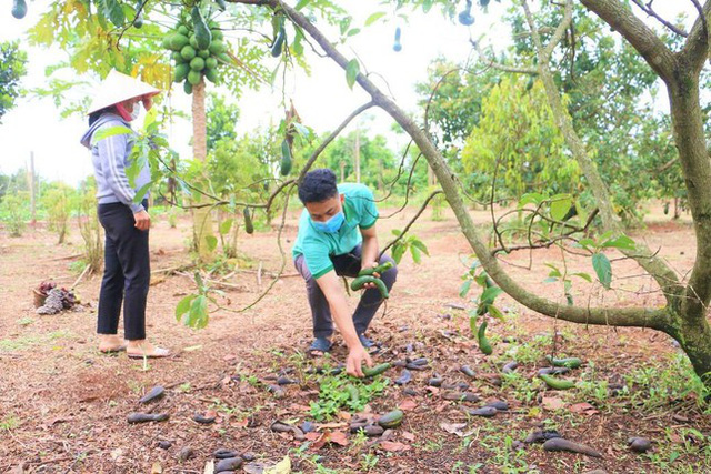  Sầu riêng rụng đầy gốc, giá rớt thảm chưa từng thấy  - Ảnh 7.