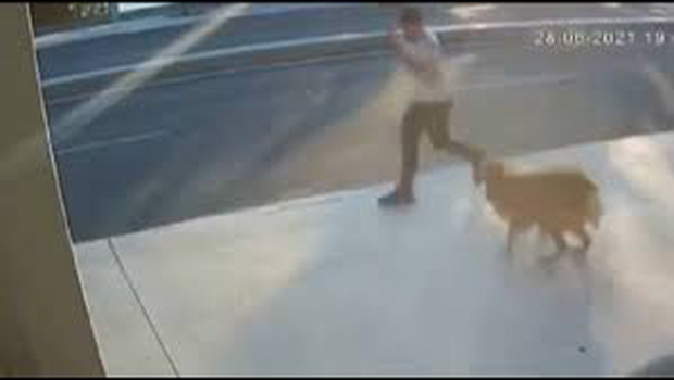 Clip: Bị chó thả rông dọa giật mình, chàng trai gặp tai nạn thảm khốc trong phút chốc - Ảnh 2.