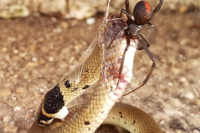 Serpiente devoradora de arañas: Comportamiento de caza inusual que sorprende a los científicos - Foto 1.