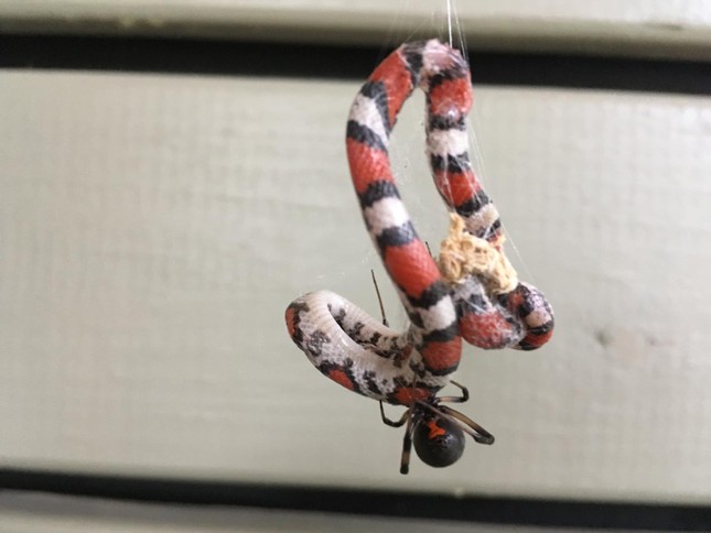 Serpiente devoradora de arañas: Comportamiento de caza inusual que sorprende a los científicos - Foto 2.