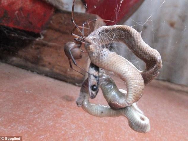 Nhện ăn thịt rắn: Hành vi săn mồi lạ thường, khiến giới khoa học kinh ngạc - Ảnh 3.