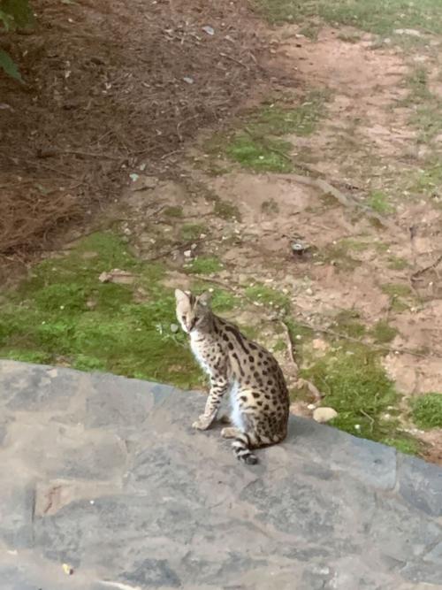 Mở mắt thức dậy, người phụ nữ giật mình phát hiện con mèo hoang ngồi chình ình ở đầu giường - Ảnh 1.