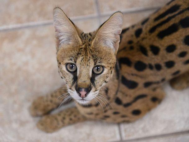 Mở mắt thức dậy, người phụ nữ giật mình phát hiện con mèo hoang ngồi chình ình ở đầu giường - Ảnh 2.