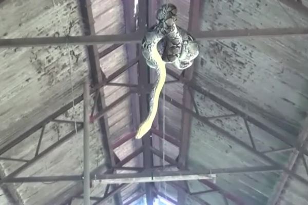 Gia chủ hoảng hốt phát hiện con trăn khổng lồ trốn trong nhà suốt nhiều ngày - Ảnh 2.