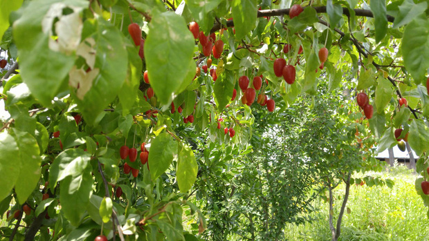 Đã mắt trước loại nhót nhìn như cherry, ăn cực ngọt nhưng không phải ai cũng biết đến sự tồn tại của nó - Ảnh 1. Đã mắt trước loại nhót nhìn như cherry, ăn cực ngọt nhưng không phải ai cũng biết đến sự tồn tại của nó - Ảnh 1.