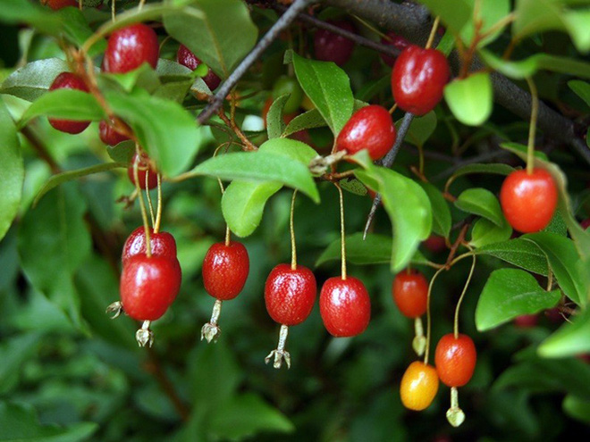 Đã mắt trước loại nhót nhìn như cherry, ăn cực ngọt nhưng không phải ai cũng biết đến sự tồn tại của nó - Ảnh 3. Đã mắt trước loại nhót nhìn như cherry, ăn cực ngọt nhưng không phải ai cũng biết đến sự tồn tại của nó - Ảnh 3.