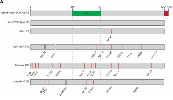 Biến thể COVID-19 mới Lambda: Nó nguy hiểm đến đâu, có kháng được vắc-xin hay không? - Ảnh 4.