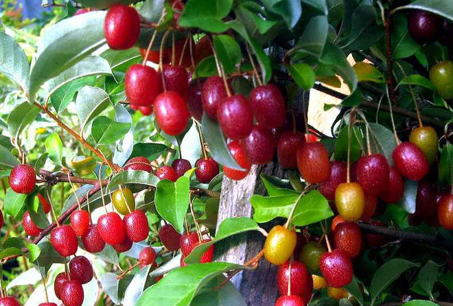 Đã mắt trước loại nhót nhìn như cherry, ăn cực ngọt nhưng không phải ai cũng biết đến sự tồn tại của nó - Ảnh 4. Đã mắt trước loại nhót nhìn như cherry, ăn cực ngọt nhưng không phải ai cũng biết đến sự tồn tại của nó - Ảnh 4.