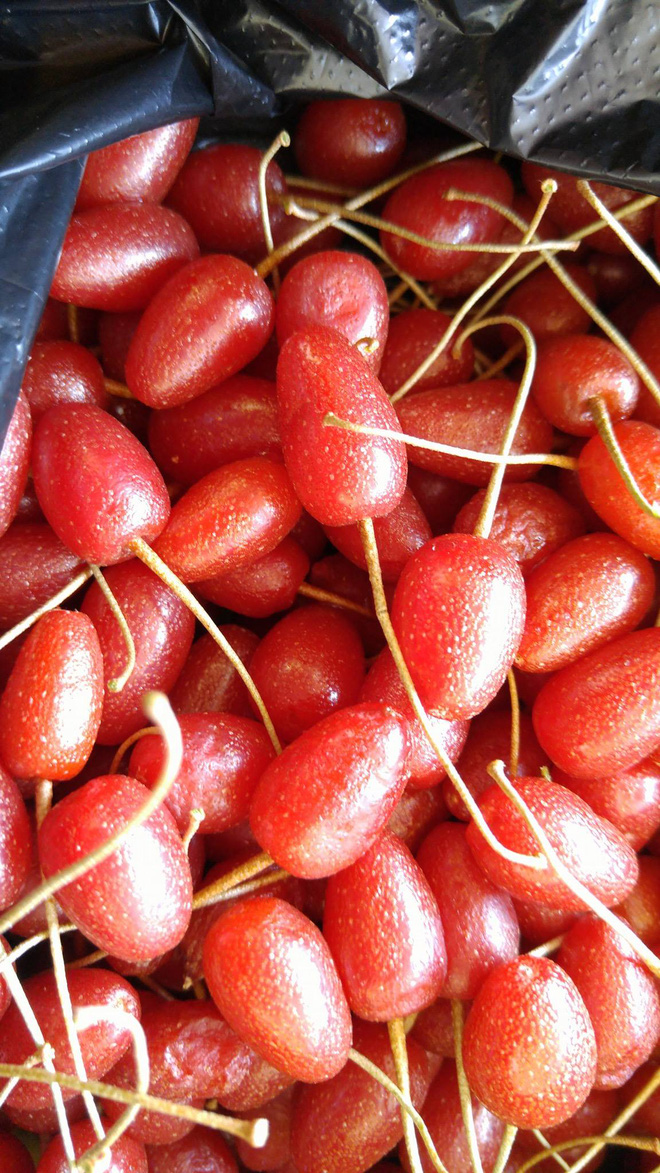 Đã mắt trước loại nhót nhìn như cherry, ăn cực ngọt nhưng không phải ai cũng biết đến sự tồn tại của nó - Ảnh 6. Đã mắt trước loại nhót nhìn như cherry, ăn cực ngọt nhưng không phải ai cũng biết đến sự tồn tại của nó - Ảnh 6.