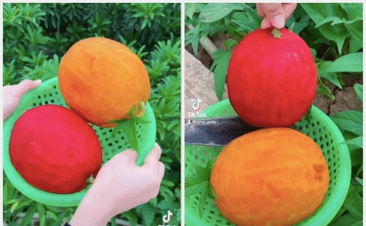 Cô gái đăng clip khẳng định "mấy bạn thành phố làm gì biết quả này", dân mạng tranh cãi: Mình ở quê cũng chưa từng thấy bao giờ?