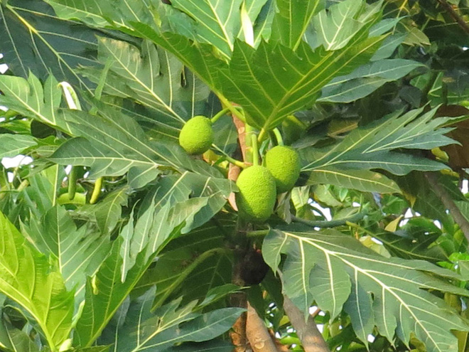 Chàng trai khoe cây mít được mùa, quả mọc đến tận ngọn nhưng nhìn xong thì ai cũng nhận ra cú lừa - Ảnh 4.