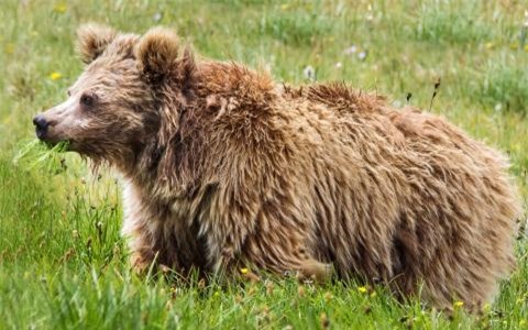 Quái vật người tuyết Yeti có thực sự tồn tại, hay chỉ là tưởng tượng của loài người? - Ảnh 5.