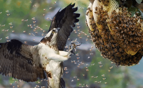 Ong bắp cày khổng lồ cũng khiếp sợ trước loài chim chuyên ăn thịt ấu trùng ong