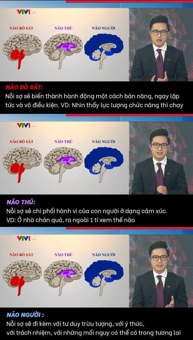 Dân mạng tranh cãi về bản tin ví von não người - não thú của VTV: Đúng tinh thần nhưng sai cách thể hiện - Ảnh 3.