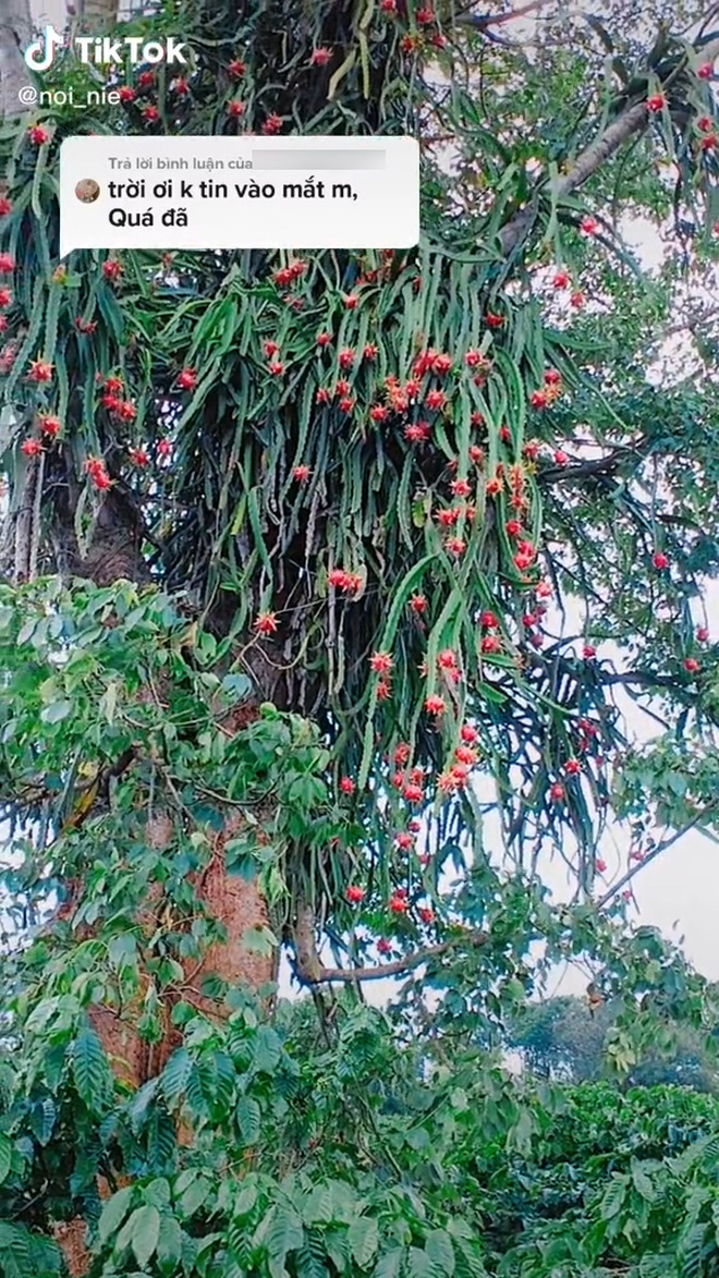 Cây thanh long sai trái nhất Việt Nam: Ra quả bạt ngàn nhưng lại mọc ở nơi vô cùng trắc trở - Ảnh 2.
