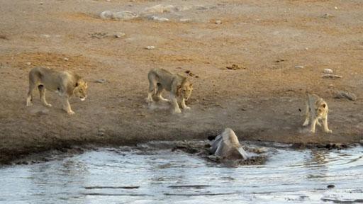 Clip 3 con sư tử quây lại tấn công tê giác mang thai sa lầy, kết quả bất ngờ - Ảnh 2.