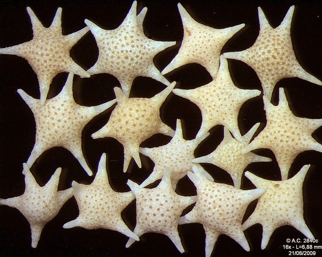 Kỳ lạ bãi biển có cát hình ngôi sao - Ảnh 3.