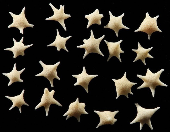Kỳ lạ bãi biển có cát hình ngôi sao - Ảnh 4.