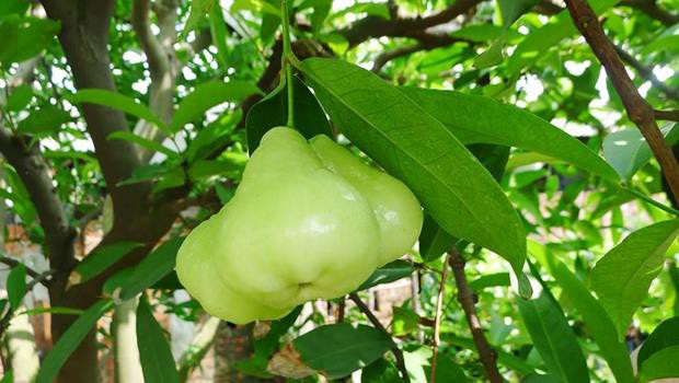 Một loại quả Việt Nam từng có nhiều nhưng ít ai coi trọng, sang Thái Lan và Trung Quốc thành “của ngon vật lạ” - Ảnh 4.