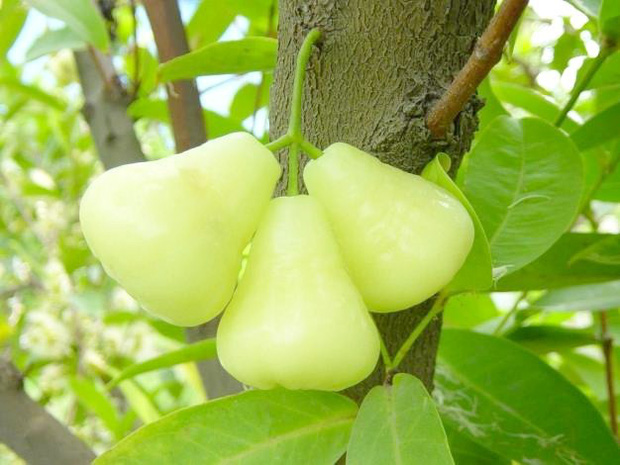 Một loại quả Việt Nam từng có nhiều nhưng ít ai coi trọng, sang Thái Lan và Trung Quốc thành “của ngon vật lạ” - Ảnh 5.