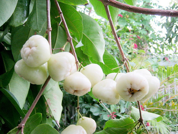 Một loại quả Việt Nam từng có nhiều nhưng ít ai coi trọng, sang Thái Lan và Trung Quốc thành “của ngon vật lạ” - Ảnh 7.