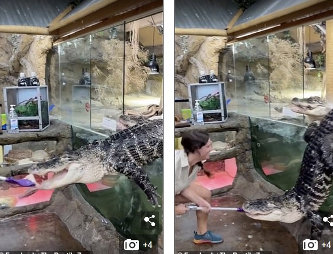 Video: Cá sấu nhảy khỏi bể nuôi giành miếng ăn và phản ứng gây sốc của nữ nhân viên - Ảnh 2.