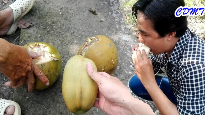 Ít ai biết ở Việt Nam có giống dừa phải bổ ra như bổ quả cam, bỏ nước và chỉ lấy phần vỏ để ăn - Ảnh 6.
