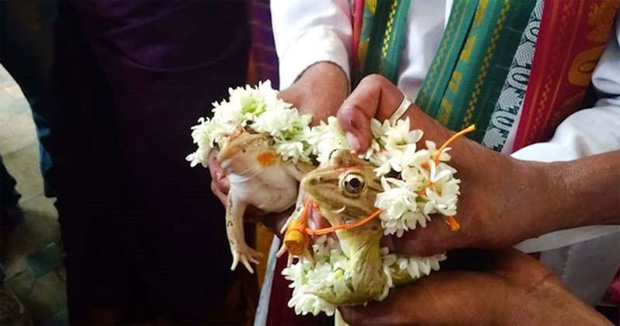 Cả làng góp tiền tổ chức đám cưới cho cặp đôi ếch để cầu mưa, hai tháng sau phải ly dị gấp vì lũ cuốn trôi 9.000 ngôi nhà - Ảnh 1.