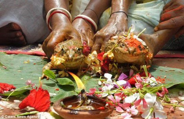 Cả làng góp tiền tổ chức đám cưới cho cặp đôi ếch để cầu mưa, hai tháng sau phải ly dị gấp vì lũ cuốn trôi 9.000 ngôi nhà - Ảnh 4.