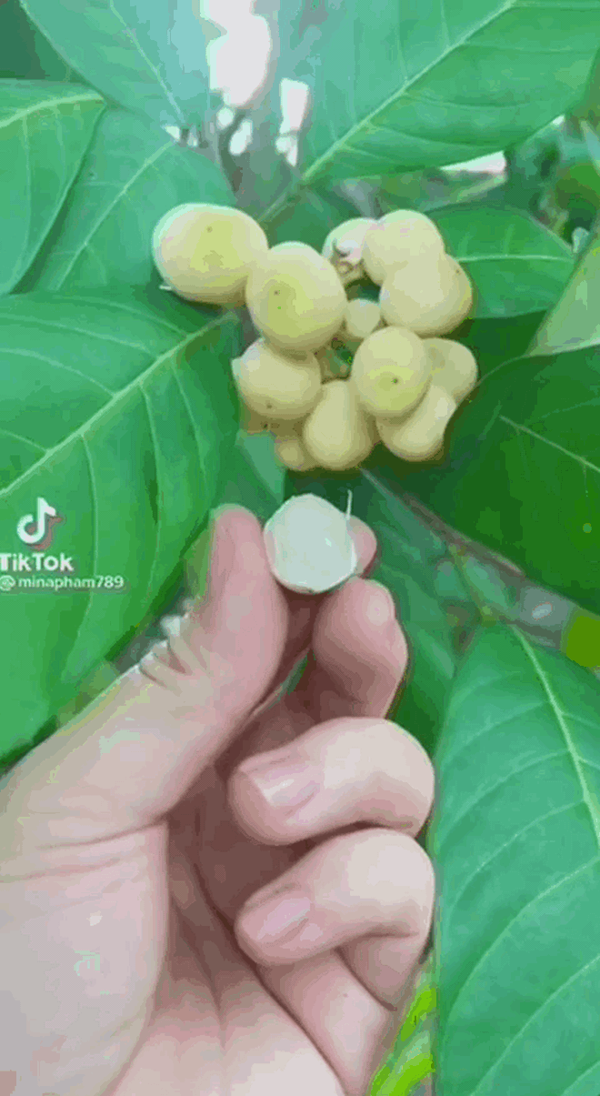 Ở Việt Nam có một loại cây lạ ra trái cực kì thơm ngọt, tương truyền từng được vua Gia Long hái để ăn lót lòng đỡ đói - Ảnh 2.