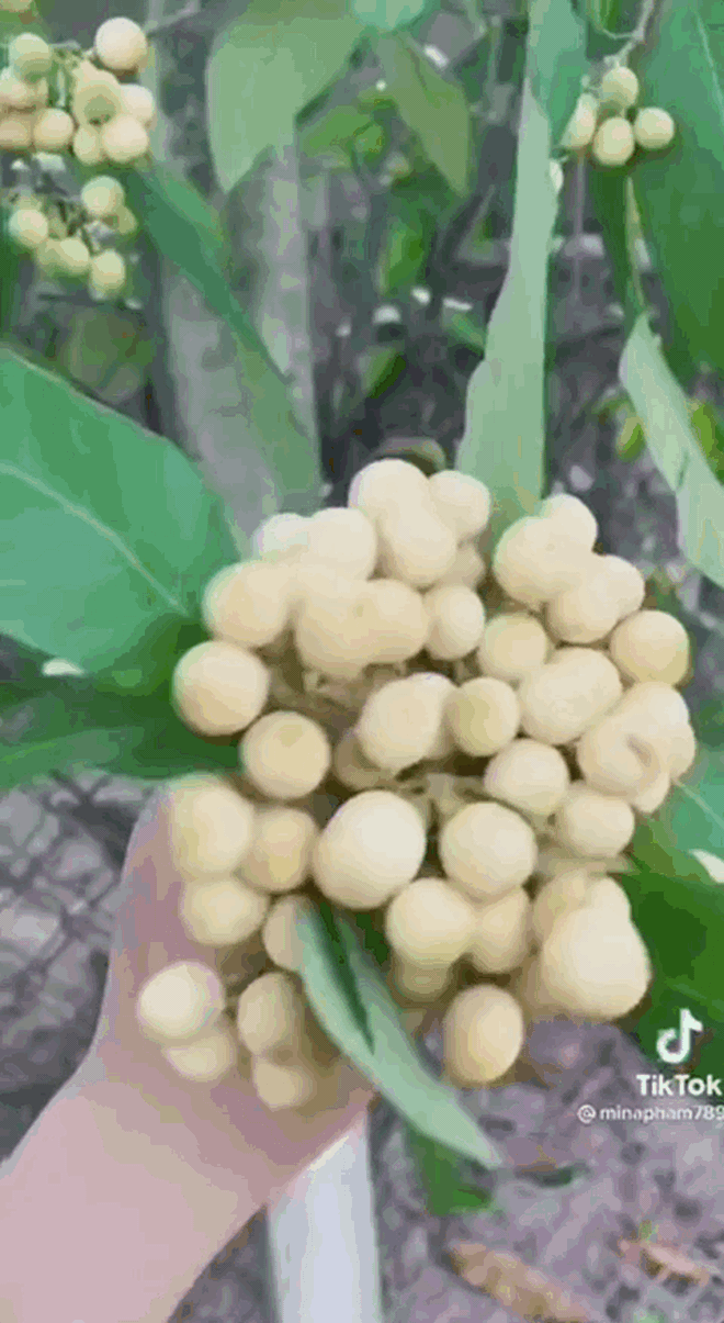Ở Việt Nam có một loại cây lạ ra trái cực kì thơm ngọt, tương truyền từng được vua Gia Long hái để ăn lót lòng đỡ đói - Ảnh 3.