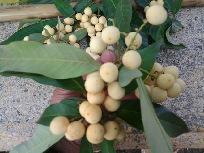 Ở Việt Nam có một loại cây lạ ra trái cực kì thơm ngọt, tương truyền từng được vua Gia Long hái để ăn lót lòng đỡ đói - Ảnh 4.