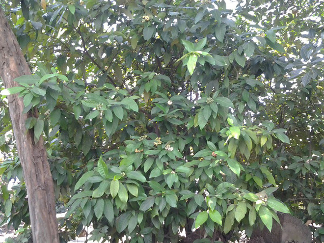 Ở Việt Nam có một loại cây lạ ra trái cực kì thơm ngọt, tương truyền từng được vua Gia Long hái để ăn lót lòng đỡ đói - Ảnh 5.