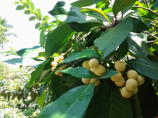 Ở Việt Nam có một loại cây lạ ra trái cực kì thơm ngọt, tương truyền từng được vua Gia Long hái để ăn lót lòng đỡ đói - Ảnh 6.
