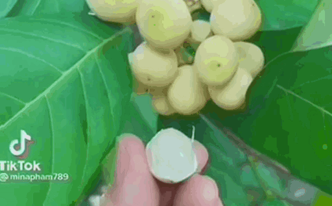Ở Việt Nam có một loại cây lạ ra trái cực kì thơm ngọt, tương truyền từng được vua Gia Long hái để ăn lót lòng đỡ đói