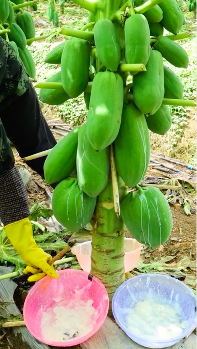 Trồng được vườn đu đủ ra quả như con đàn cháu đống, người phụ nữ lại dùng dao cắt từng trái chỉ để thu hoạch thứ này - Ảnh 3.