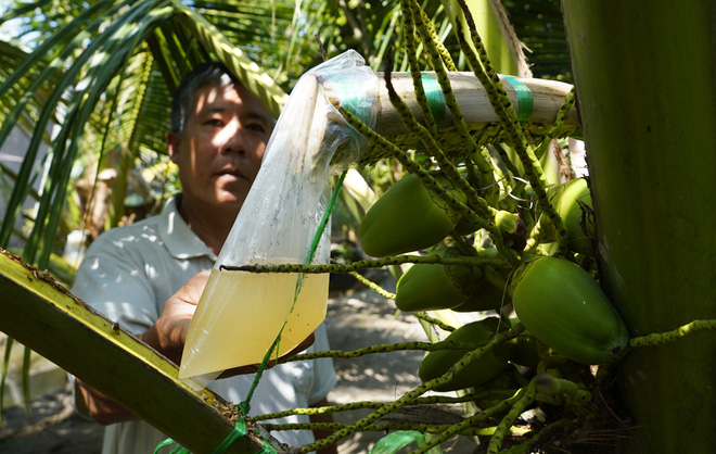 Ngoài quả dừa, hoa dừa cũng có thể uống được mà không phải ai cũng biết - Ảnh 3.