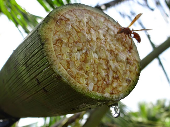 Ngoài quả dừa, hoa dừa cũng có thể uống được mà không phải ai cũng biết - Ảnh 4.
