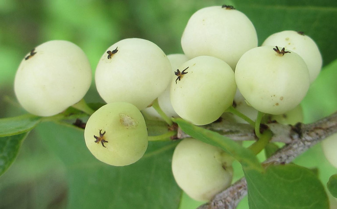  Việt Nam có loại quả mọc trắng cả cây mà rất hiếm người biết đến, tưởng bỏ đi nhưng hoá ra là đặc sản quý  - Ảnh 6.
