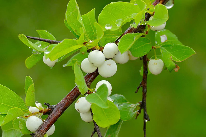  Việt Nam có loại quả mọc trắng cả cây mà rất hiếm người biết đến, tưởng bỏ đi nhưng hoá ra là đặc sản quý  - Ảnh 7.