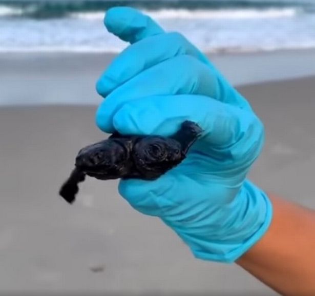 Phát hiện rùa hai đầu cực hiếm trên bờ biển khiến các nhà khoa học choáng váng - Ảnh 1.