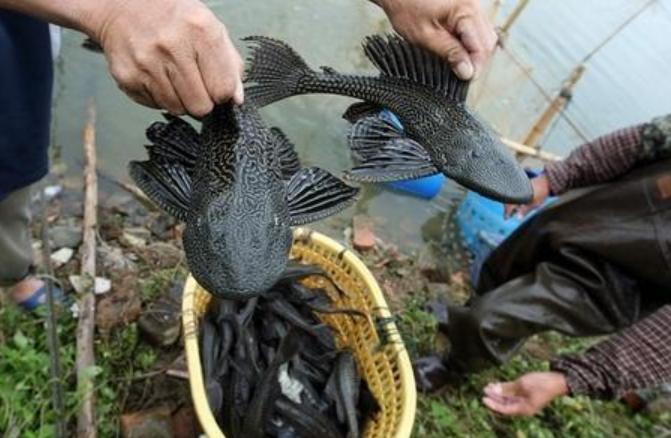 100kg cá ch&eacute;p trong ao bỗng nhiên biến mất, bác nông dân hút cạn ao thì thấy cảnh tượng ngỡ ngàng: Lập tức báo cảnh sát! - Ảnh 1.