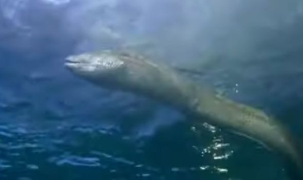 Các nhà khoa học tiết lộ sự thật về quái vật hồ Loch Ness - Ảnh 3.