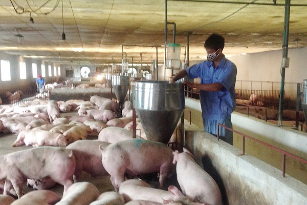 Nghịch lý giá thức ăn chăn nuôi tăng, thịt lợn hơi giảm mạnh - Ảnh 1.